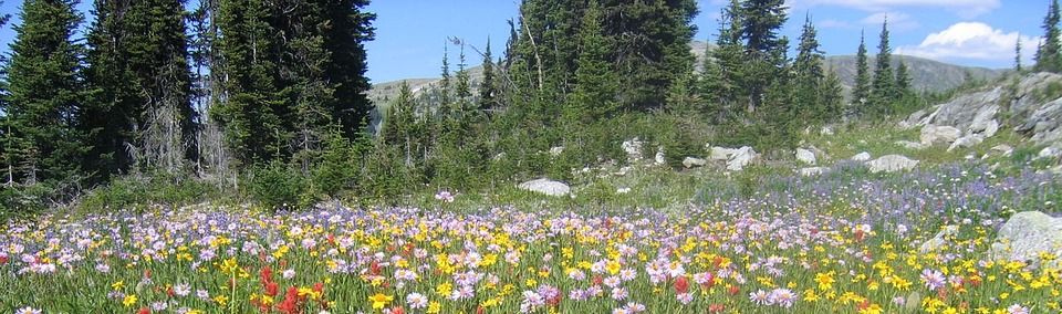 Paroles d’Émilie Carles
